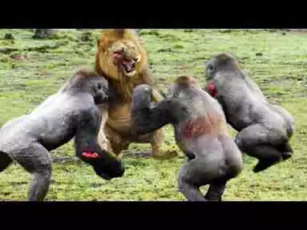 Video: Best Moments Wild Animal Attacks - Craziest Animal Fights Caught On Camera